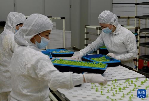 新华全媒 | 探访大型无人植物工厂与生物饲料研发，科技点亮未来农业